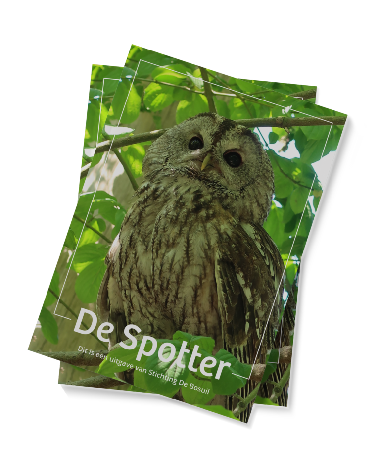 Vogel